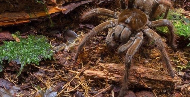 La Plus Grosse Araign E Du Monde Laraign E Goliath Une Pomme Par Jour